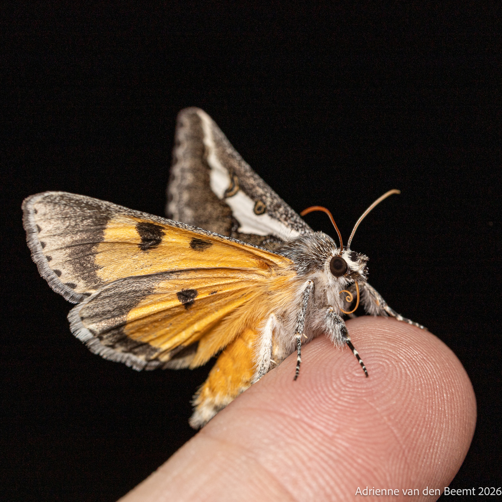 Purslane Moth