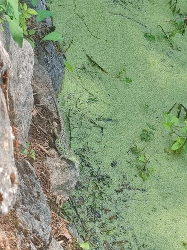 Italian Wall Lizard