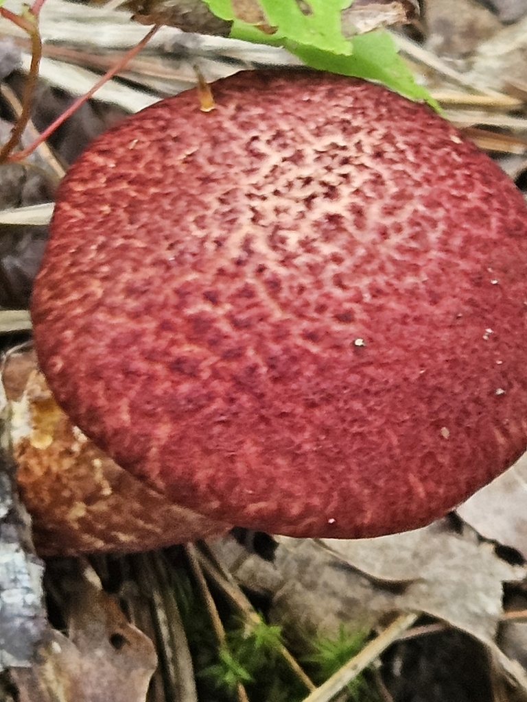 Painted Suillus · August 2026 · photo: Photo: (c) willingarden, some rights reserved (CC BY) · iNaturalist