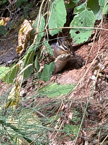 Yellow-cheeked Chipmunk observed by explorerr3