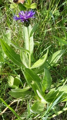 Centaurea montana