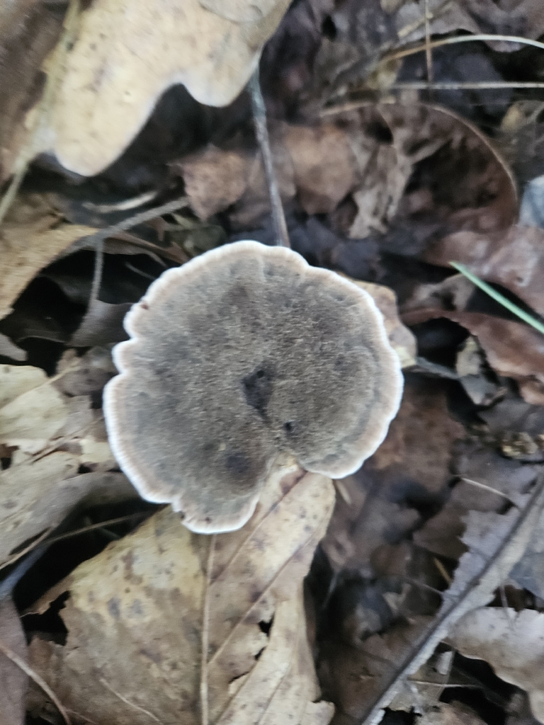 Velvet Tooth · August 2026 · photo: Photo: (c) willingarden, some rights reserved (CC BY) · iNaturalist