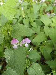 Lamium garganicum