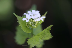 Alliaria petiolata