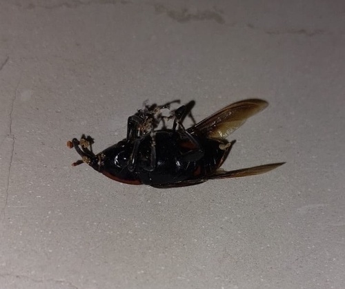 Red Palm Weevil