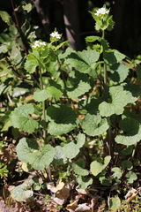 Alliaria petiolata