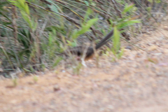 Atrichornis clamosus