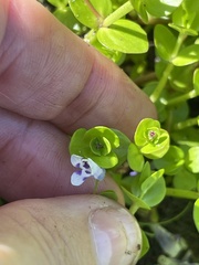 Lindernia grandiflora, photograph (c) James Hardee, some rights reserved (CC BY)