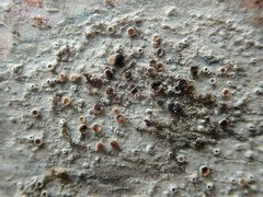 Lichenoconium lecanorae