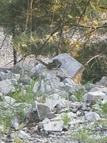 Gray-footed Chipmunk observed by kwishmeyer