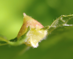 Phylloxera caryaefallax