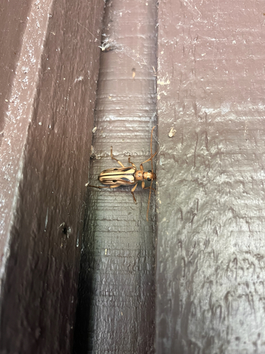 iNaturalist observation photo of Ortholeptura valida