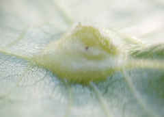 Phylloxera caryaefallax