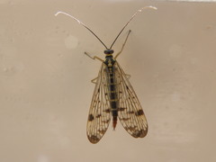 Panorpa vulgaris