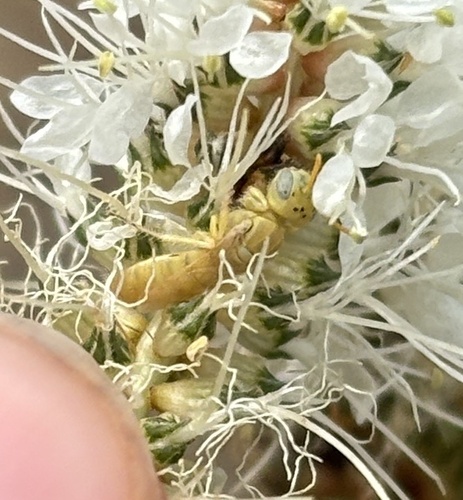 All-pale Perdita