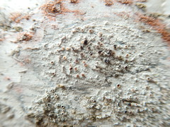 Lichenoconium lecanorae