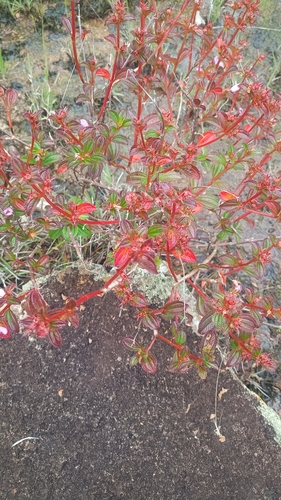 Comolia villosa