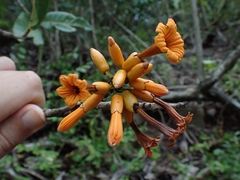 Cordia rickseckeri