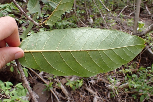 Cordia rickseckeri, photograph 1