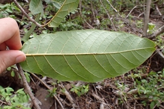 Cordia rickseckeri, photograph (c) Kurt Miller, some rights reserved (CC BY-SA)