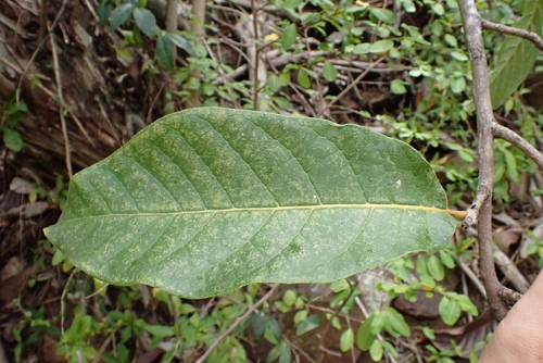 Cordia rickseckeri, photograph 2