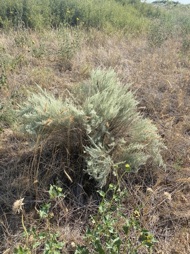 sand sagebrush