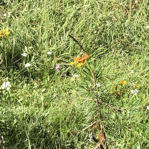 iNaturalist observation photo of Fritillaries