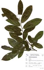 Monodora stenopetala