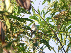 Myiophobus crypterythrus