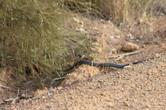 Notechis scutatus occidentalis