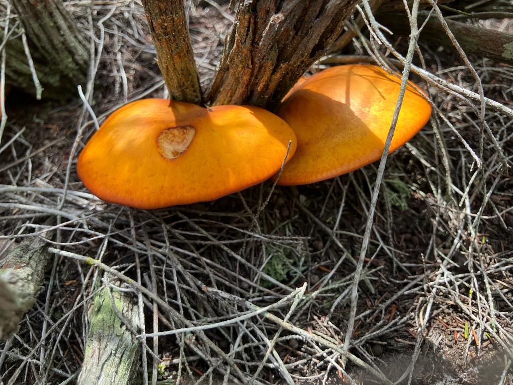 southern jack-o'-lantern · August 2026 · photo: Photo: no rights reserved · iNaturalist