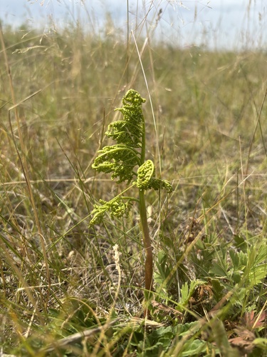 leathery grapefern