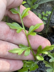 Ceratopteris thalictroides, photograph (c) James Hardee, some rights reserved (CC BY)