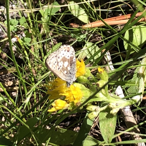 iNaturalist observation photo of Sierra Blue