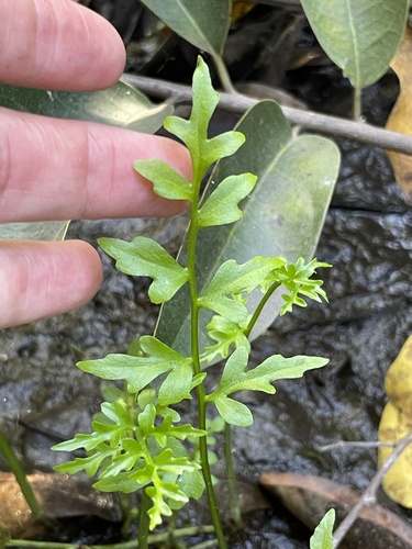 Ceratopteris thalictroides, photograph 6