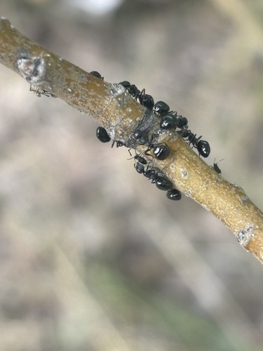 Taschenberg's Odorous Ant
