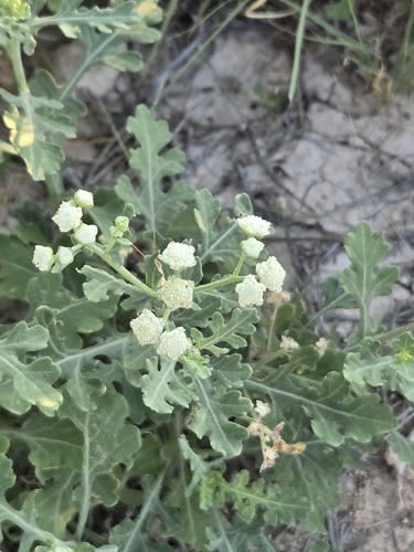 Parthenium confertum, 2026-08-10