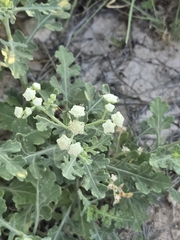 Parthenium confertum, photograph (c) Jo Roberts, some rights reserved (CC BY)