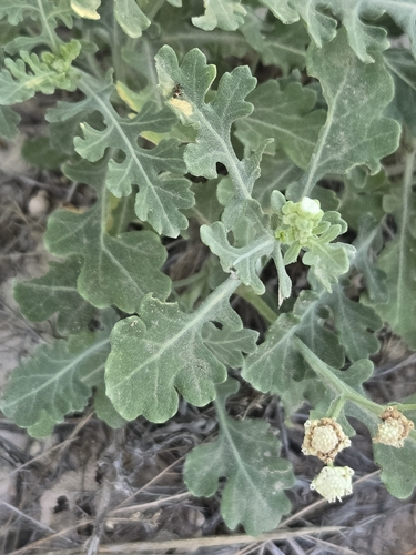 Parthenium confertum, photograph 4