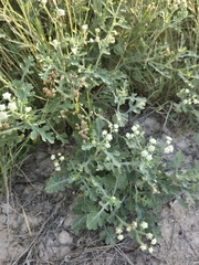 Parthenium confertum, photograph (c) Jo Roberts, some rights reserved (CC BY)