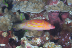 Pseudocheilinus octotaenia