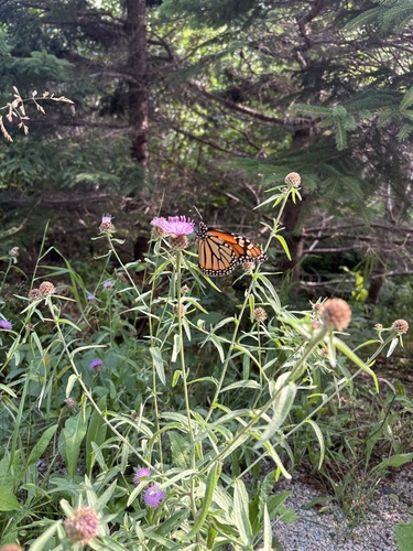 Monarch