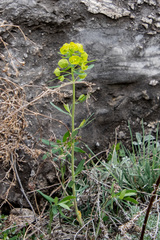 Euphorbia jenisseiensis