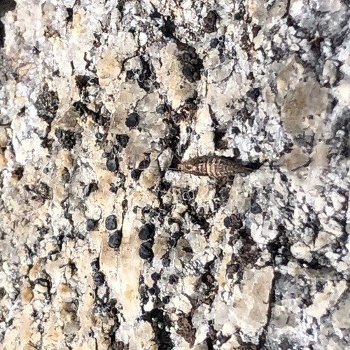 iNaturalist observation photo of Machiloides