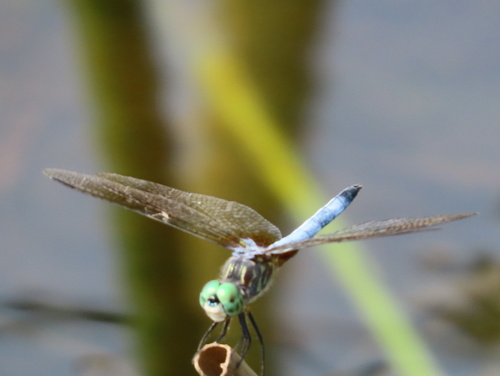Blue Dasher