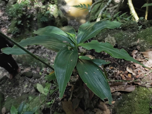 Tradescantia zanonia, photograph 6