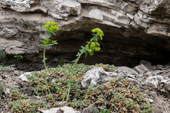Euphorbia jenisseiensis