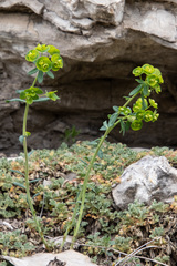 Euphorbia jenisseiensis