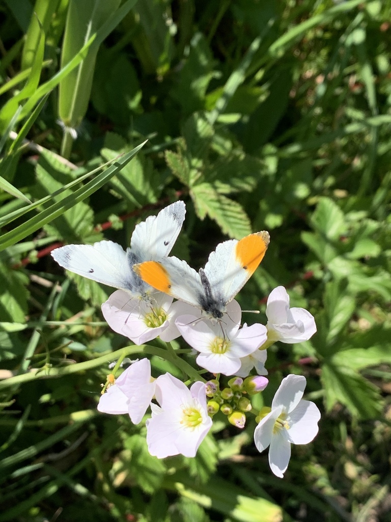 Orange-tip (Anthocharis cardamines)