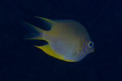 Amblyglyphidodon aureus